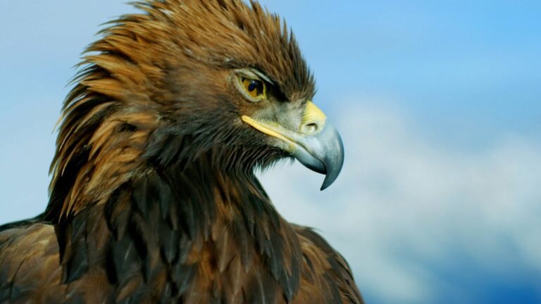 Renovación del Águila: National Geographic revela la impresionante transformación